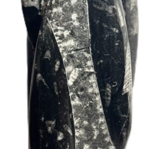 Orthoceras statue 42