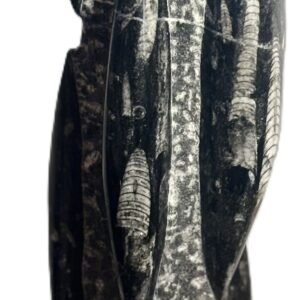 Orthoceras statue 43