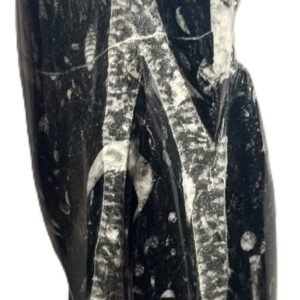 Orthoceras statue 45