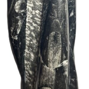 Orthoceras statue 53