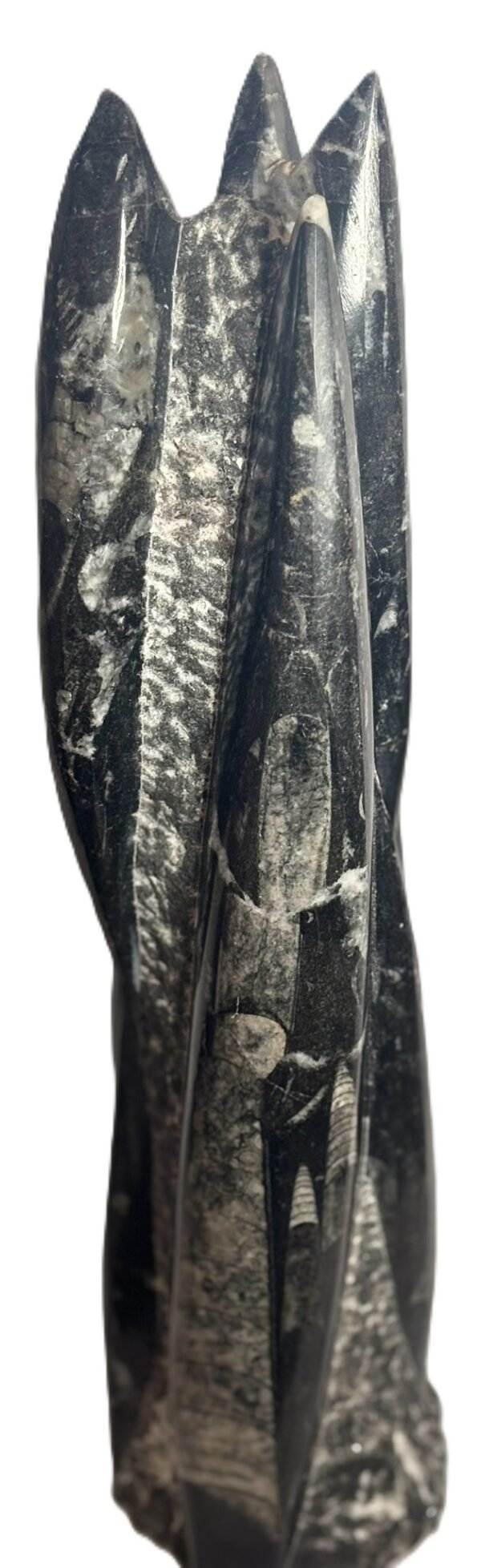 Orthoceras statue 53 sians emporium Orthoceras statue 53