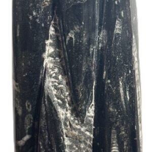 Orthoceras statue 54