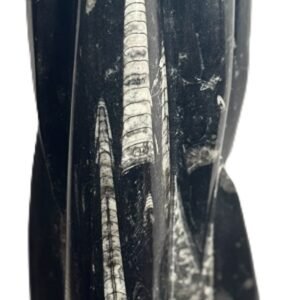 Orthoceras statue 55