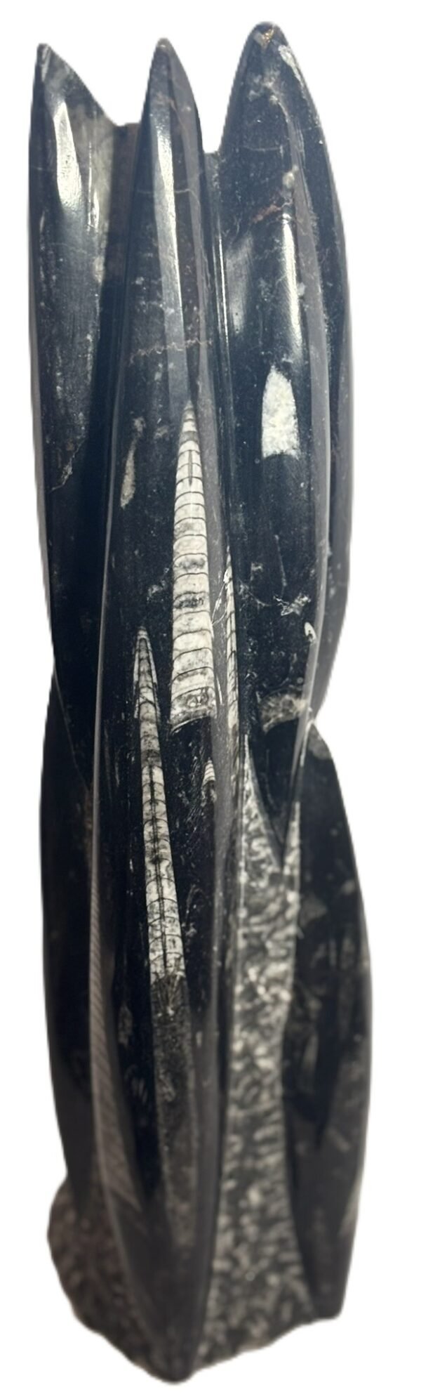 Orthoceras statue 55 sians emporium Orthoceras statue 55