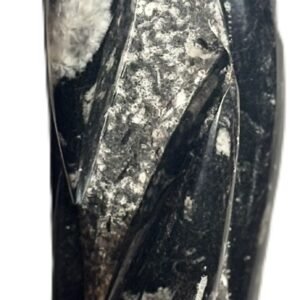 Orthoceras statue 64