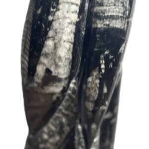 Orthoceras statue 65