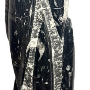 Orthoceras statue 66