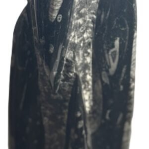 Orthoceras statue c 2 sians emporium Orthoceras statue c 2