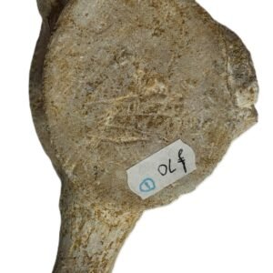 Plesiosaur vertebrae ribs 1 sians emporium Plesiosaur vertebrae ribs 1