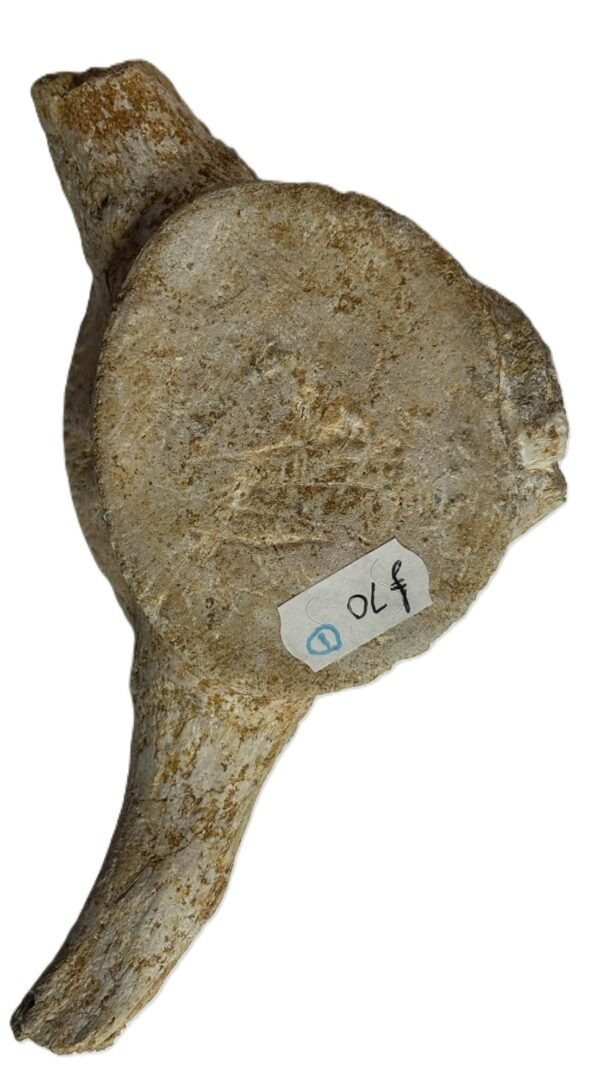 Plesiosaur vertebrae ribs 1 sians emporium Plesiosaur vertebrae ribs 1