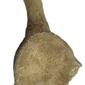 plesiosaur vertebrae ribs 2