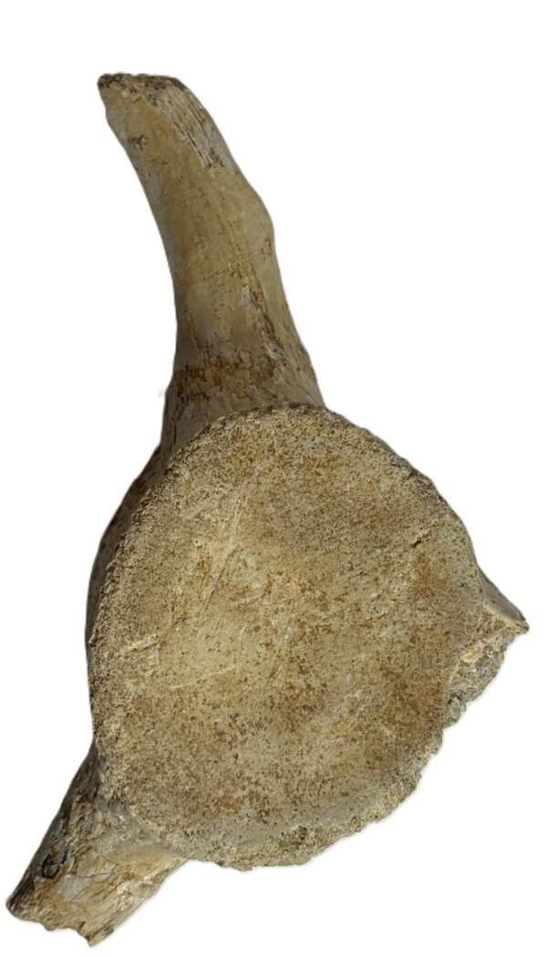 Plesiosaur vertebrae ribs 2 sians emporium Plesiosaur vertebrae ribs 2