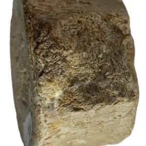 Plesiosaur vertebrae ribs 3 sians emporium Plesiosaur vertebrae ribs 3