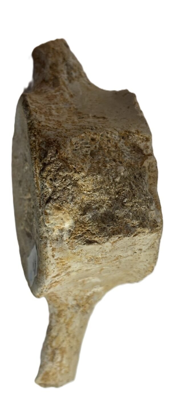 Plesiosaur vertebrae ribs 3 sians emporium Plesiosaur vertebrae ribs 3