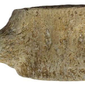 Plesiosaur vertebrae ribs 4 sians emporium Plesiosaur vertebrae ribs 4