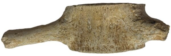 Plesiosaur vertebrae ribs 4 sians emporium Plesiosaur vertebrae ribs 4