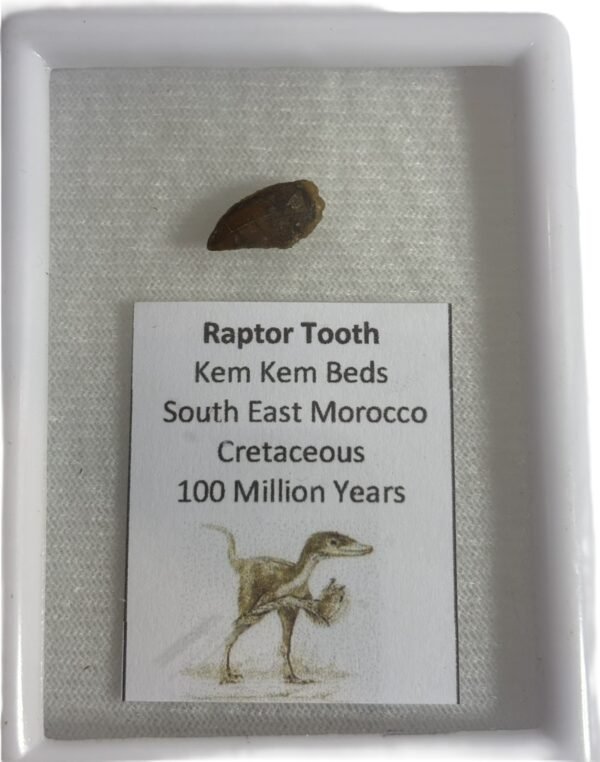 Raptor tooth 1 sians emporium Raptor tooth 1