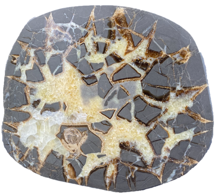 Polished septarian concretion with calcitefilled cracks sians emporium Polished cross section of a septarian concretion showing dark grey host material divided by distinctive cream yellow and brown mineral filled cracks