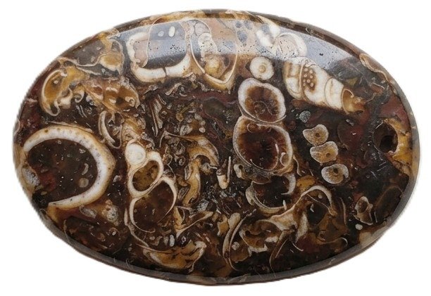 Oval polished cabochon of turritella agate displaying white and cream fossilized spiral snail shells suspended in a dark brown chalcedony matrix